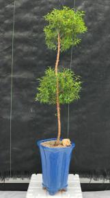 Flowering Myrtle Bonsai Tree <br>Pom Pom Style<br><i>(myrtus communis)</i>