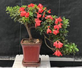 Flowering Tropical Duc De Rohan Azalea Bonsai Tree <br>Cascade Style<br><i> (southern indica)</i>