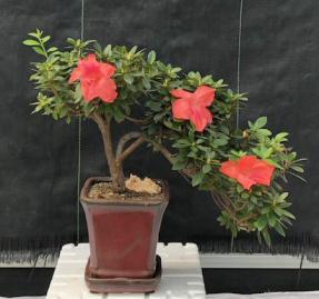 Flowering Tropical Duc De Rohan Azalea Bonsai Tree <br>Cascade Style<br><i> (southern indica)</i>