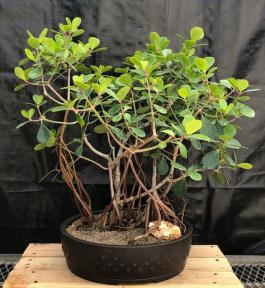 Flowering Tropical Dwarf Apple Bonsai Tree <br>Banyan Style<br><i>(clusia rosea 'nana')</i>