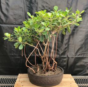 Flowering Tropical Dwarf Apple Bonsai Tree<br>Banyan Style<br><i>(clusia rosea 'nana')</i>