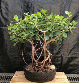 Flowering Tropical Dwarf Apple Bonsai Tree <br>Banyan Style <br><i>(clusia rosea 'nana')</i>