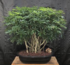 Hawaiian Umbrella Bonsai Tree<br>Banyan Style<br>(arboricola schfflera)