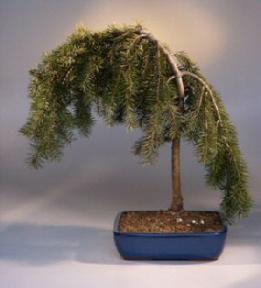 Weeping Douglas Fir Bonsai Tree<br><i>(pseudotsuga menziesii<br>glauca pendula)</i>