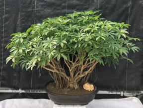 Hawaiian Umbrella Bonsai Tree<br>Banyan Style<br>(arboricola schfflera)