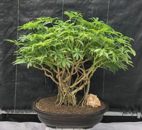 Hawaiian Umbrella Bonsai Tree<br>Banyan Style<br>(arboricola schfflera)