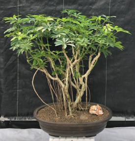 Hawaiian Umbrella Bonsai Tree<br>Banyan Style<br>(arboricola schfflera)