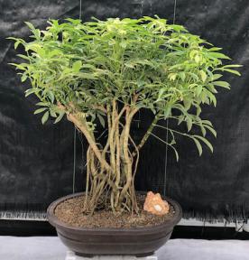 Hawaiian Umbrella Bonsai Tree Banyan Style - Variegated<br><i>(arboricola schefflera)</i>