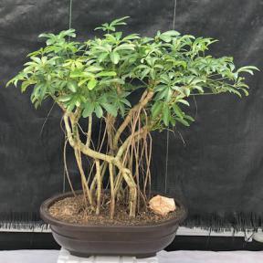 Hawaiian Umbrella Bonsai Tree<br>Banyan Style<br>(arboricola schfflera)