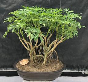 Hawaiian Umbrella Bonsai Tree<br>Banyan Style<br>(arboricola schfflera)