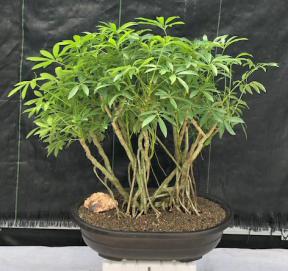 Hawaiian Umbrella Bonsai Tree<br>Banyan Style<br>(arboricola schfflera)