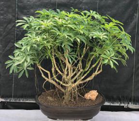 Hawaiian Umbrella Bonsai Tree<br>Banyan Style<br>(arboricola schfflera)