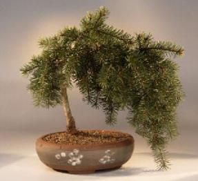 Weeping Douglas Fir Bonsai Tree<br><i>(pseudotsuga menziesii tree<br>glauca pendula)</i>