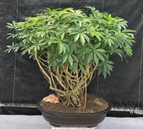 Hawaiian Umbrella Bonsai Tree<br>Banyan Style<br>(arboricola schfflera)