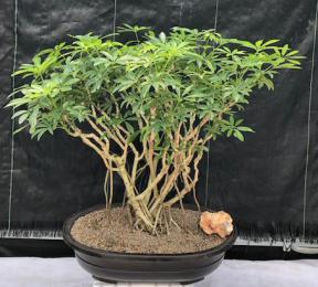 Hawaiian Umbrella Bonsai Tree<br>Banyan Style<br>(arboricola schfflera)