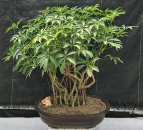 Hawaiian Umbrella Bonsai Tree<br>Banyan Style<br>(arboricola schfflera)