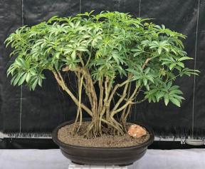 Hawaiian Umbrella Bonsai Tree<br>Banyan Style<br>(arboricola schfflera)