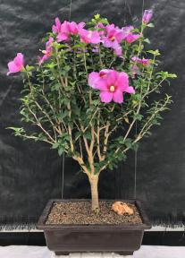 Flowering Rose of Sharon bonsai tree<br><i>(Hibiscus syriacus)