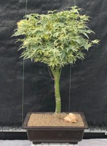 Butterfly Japanese Maple Bonsai Tree<br><i>(Acer palmatum ‘Butterfly’ )