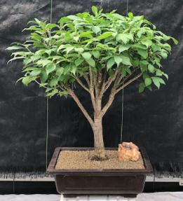 Flowering Burning Bush Bonsai Tree<br><i>(euonymous)</i>