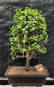 Baby Jade Bonsai Tree<br><i>(Portulacaria Afra)</i>