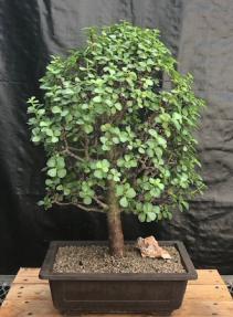 Baby Jade Bonsai Tree<br><i>(Portulacaria Afra)</i>