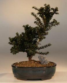 Japanese Holly Bonsai Tree<br><i>(ilex crenata<br>dwarf pagoda)</i>