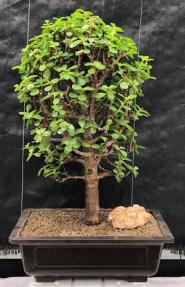 Baby Jade Bonsai Tree<br><i>(Portulacaria Afra)</i>