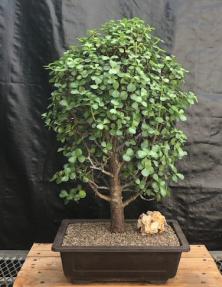 Baby Jade Bonsai Tree<br><i>(Portulacaria Afra)</i>