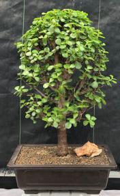 Baby Jade Bonsai Tree<br><i>(Portulacaria Afra)</i>