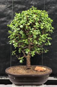 Baby Jade Bonsai Tree<br><i>(Portulacaria Afra)</i>