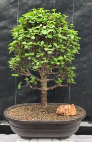 Baby Jade Bonsai Tree<br><i>(Portulacaria Afra)</i>