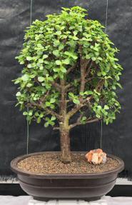 Baby Jade Bonsai Tree <br><i>(Portulacaria Afra)</i>