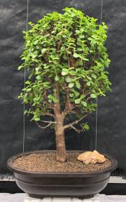 Baby Jade Bonsai Tree<br><i>(Portulacaria Afra)</i>