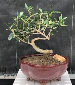 Flowering & Fruiting European Olive Bonsai Tree<br><i>Coiled Trunk Style(olea europaea 