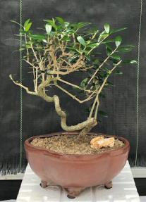 Flowering & Fruiting European Olive Bonsai Tree<br><i>Coiled Trunk Style(olea europaea 