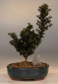 Japanese Holly Bonsai Tree<br><i>(ilex crenata<br>dwarf pagoda)</i>