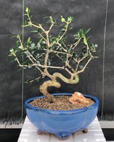 Flowering & Fruiting European Olive Bonsai Tree<br><i>Coiled Trunk Style(olea europaea 