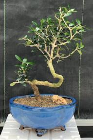 Flowering & Fruiting European Olive Bonsai Tree<br><i>Coiled Trunk Style(olea europaea 