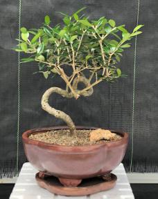 Flowering & Fruiting European Olive Bonsai Tree<br><i>Coiled Trunk Style(olea europaea 