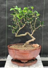 Flowering & Fruiting European Olive Bonsai Tree<br><i>Coiled Trunk Style(olea europaea 