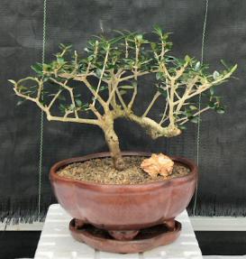 Flowering & Fruiting European Olive Bonsai Tree<br><i>Coiled Trunk Style(olea europaea 