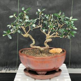 Flowering & Fruiting European Olive Bonsai Tree<br><i>Coiled Trunk Style(olea europaea 