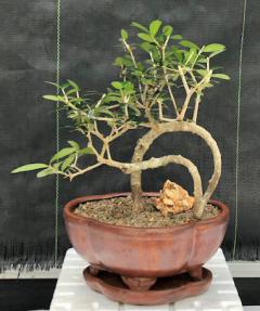 Flowering & Fruiting European Olive Bonsai Tree<br><i>Coiled Trunk Style(olea europaea 