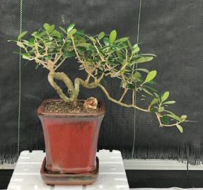 Flowering & Fruiting European Olive Bonsai Tree<br><i>Coiled Trunk Style(olea europaea 