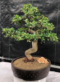 Flowering Fukien Tea Bonsai Tree<br>Curved Trunk Style<br><i>(ehretia microphylla)</i>