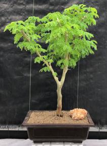 Flowering Brazilian Raintree Bonsai Tree <br><i>(pithecellobium tortum)</i>