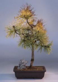 Scots Pine Bonsai Tree<br><i>(pinus sylvestris 'aurea')</i>