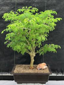Flowering Brazilian Raintree Bonsai Tree <br><i>(pithecellobium tortum)</i>