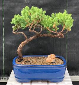 Juniper Bonsai Tree - Trained <br><i>(juniper procumbens nana)</i>